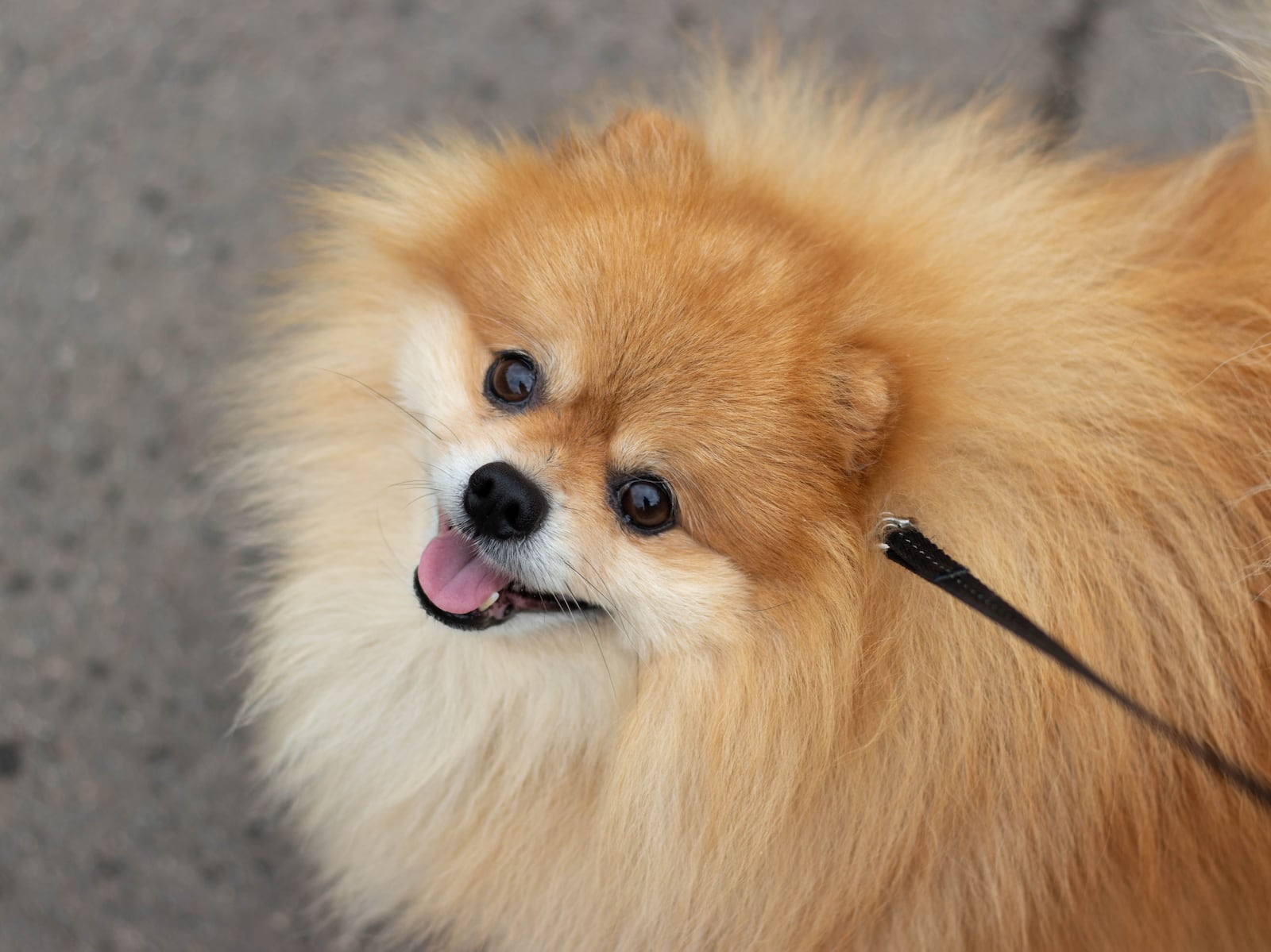 Na primavera, a troca de pelagem pode deixar a escova e a casa cheias de pelos Pexels / Valeria Nikitina