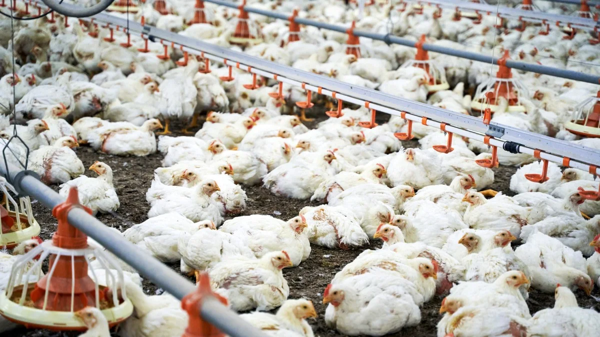 UE aceita protocolo do Brasil e prepara volta das exportações de frango