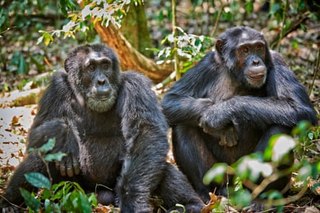 Two chimpanzees sit close together on the forest floor in Kibale National Park, Uganda