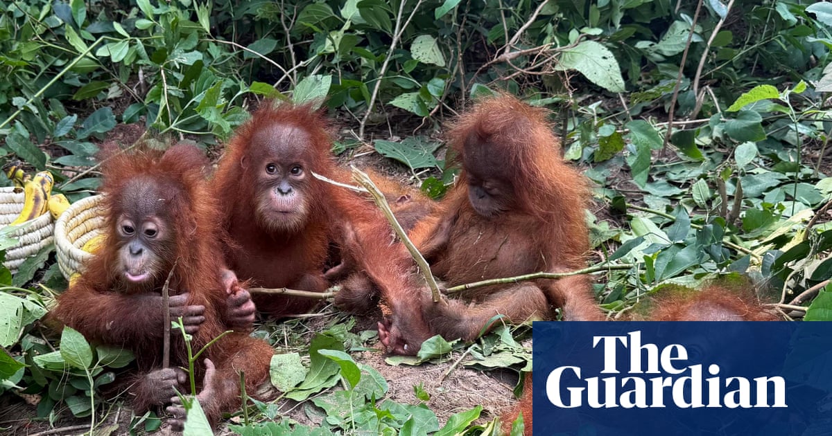 Bebês de orangotango encontrados na floresta na Índia desencadeiam investigação sobre tráfico