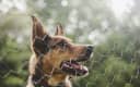 Candidato político mordido enquanto fazia campanha - veja como ele mudaria as leis de controle de cães