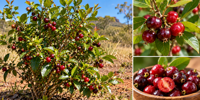 Pequena e parecida com uma cereja tradicional, a cereja-do-cerrado tem características próprias. Veja como é a fruta, qual seu sabor e onde ocorre. Foto: Imagem gerada por inteligência artificial / Catraca Livre