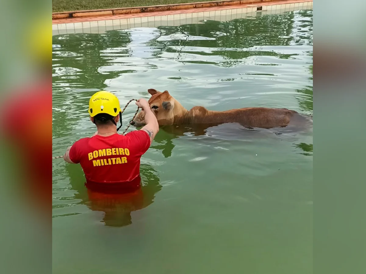 "Bois nadadores" de 500 kg caem em piscina e são resgatados pelos bombeiros