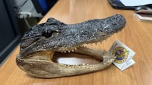 Foto falsa de crocodilo causa pânico em Singapura e autor pode pegar dez anos de prisão