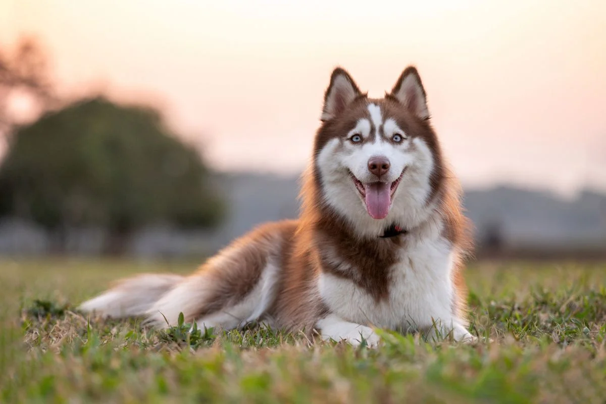 Imagem da matéria: Mulher é condenada por arrastar husky siberiano no asfalto em Ceilândia