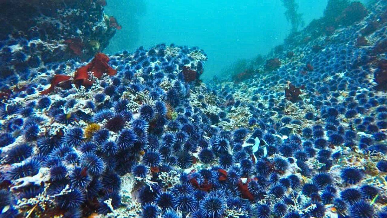 O santuário da Califórnia está removendo ouriços-do-mar roxos para ajudar na restauração de algas; 117.847 libras foram adicionadas ao composto.