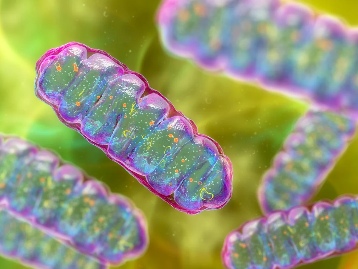 Proteína encontrada nos músculos pode ser novo alvo contra diabetes tipo 2