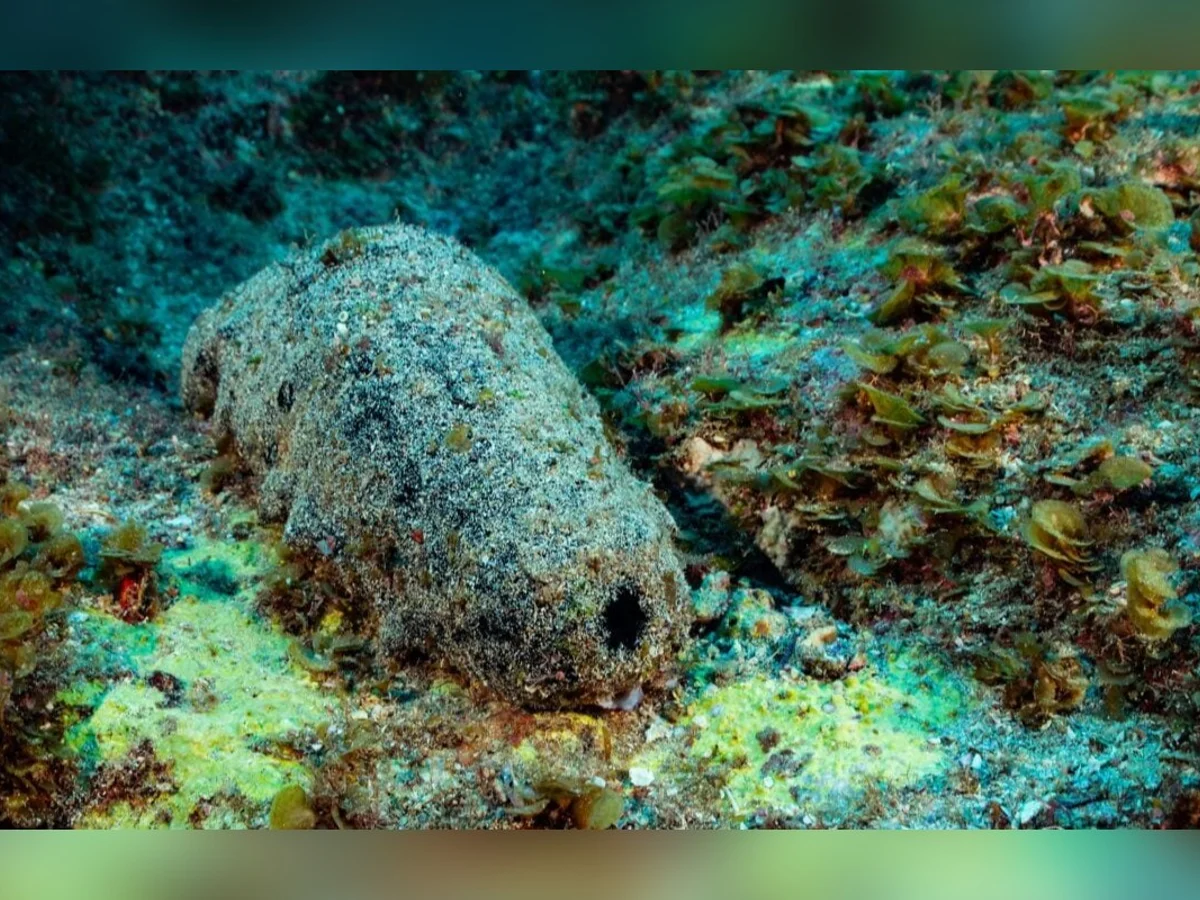 Criatura marinha que parece cocô pode viver mais de 120 anos, afirma estudo