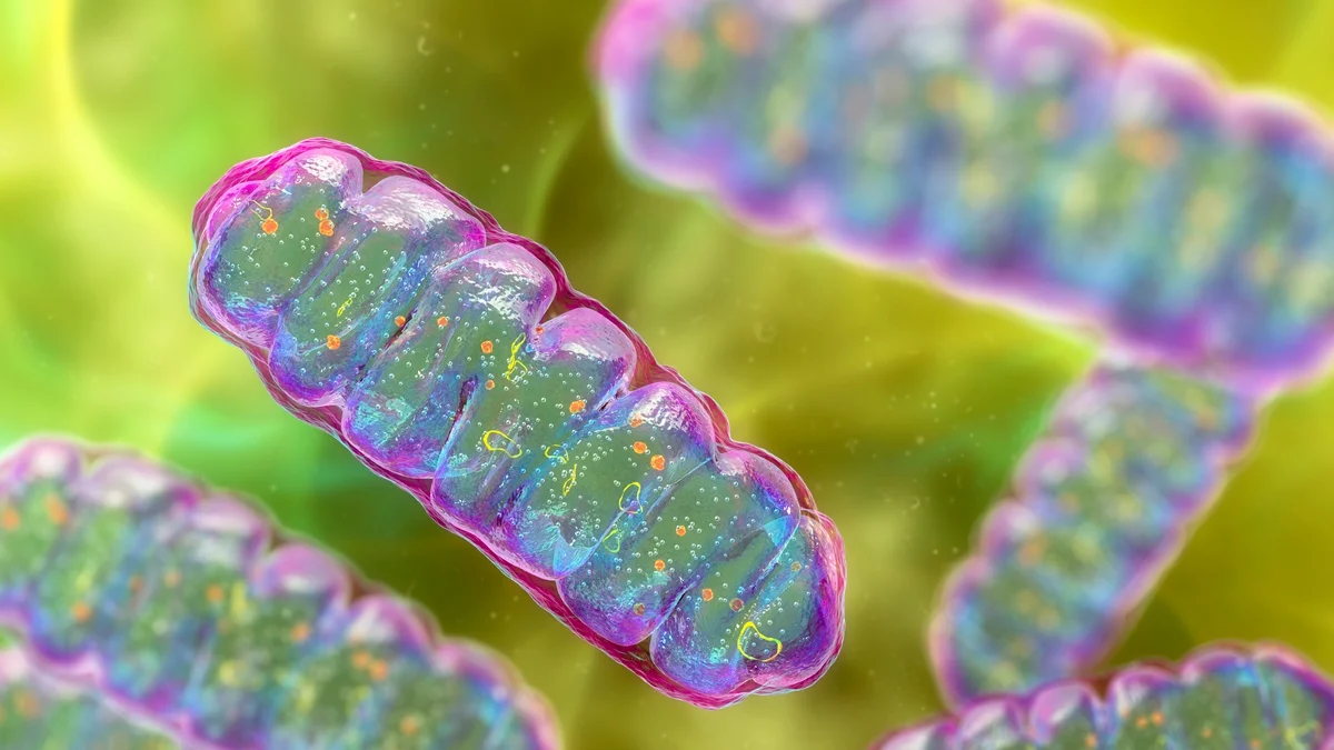 Proteína encontrada nos músculos pode ser novo alvo contra diabetes tipo 2