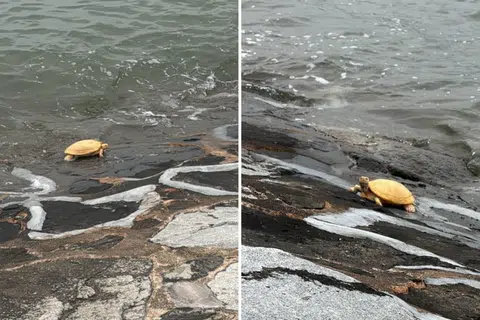 5 tartarugas-de-orelha-vermelha albinas resgatadas do West Coast Park