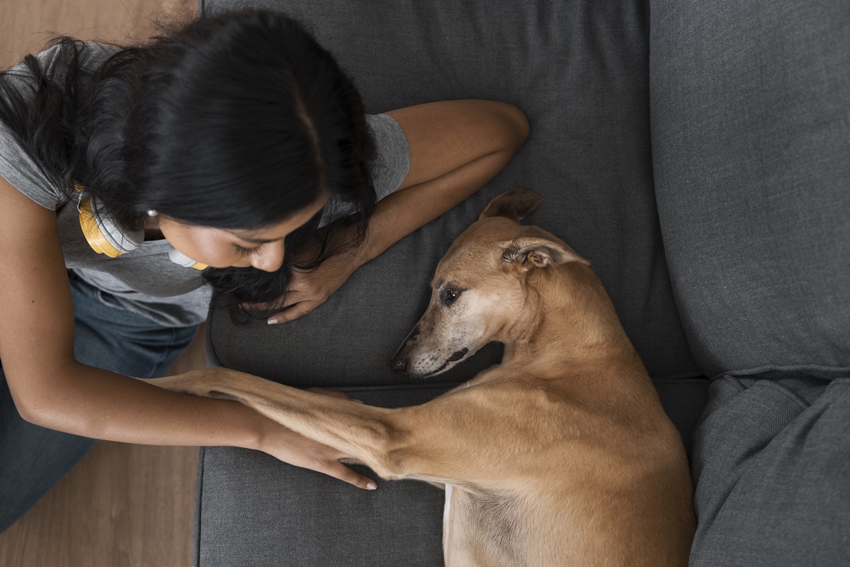 Afeto e mimos em excesso podem gerar dependência emocional nos pets