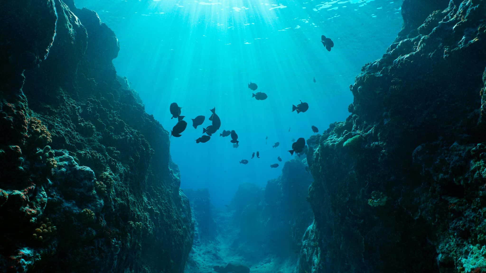 Peixes nadando em desfiladeiro no fundo do oceano Pacífico