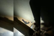 Imagem da matéria: Dupla ligada a grupo de matança em São Sebastião é presa com drogas no DF