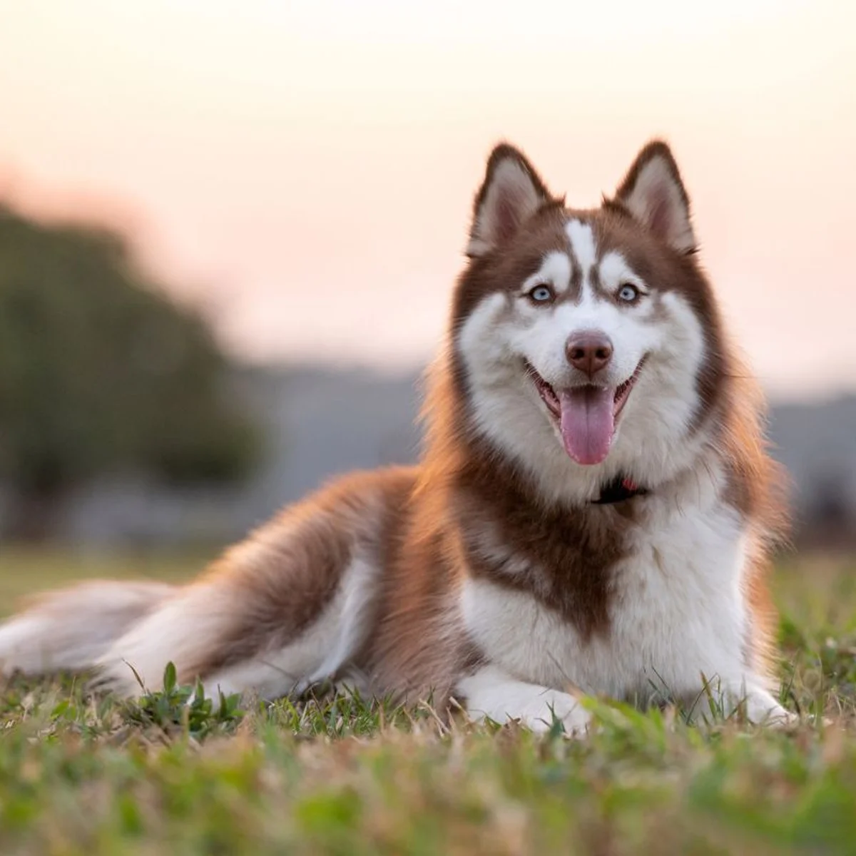 Mulher é condenada por arrastar husky siberiano no asfalto em Ceilândia