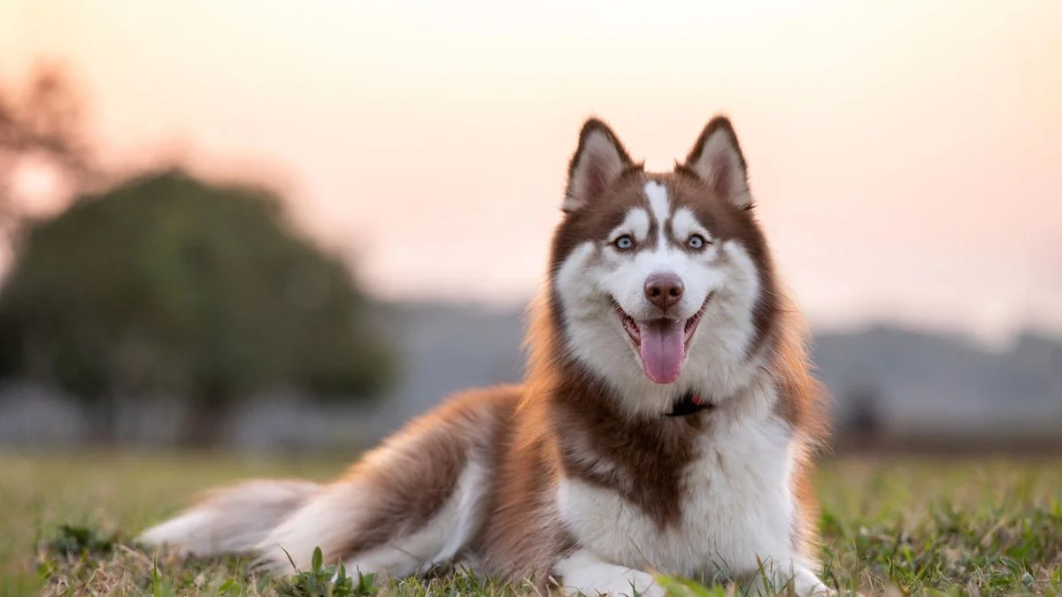 Mulher é condenada por arrastar husky siberiano no asfalto em Ceilândia