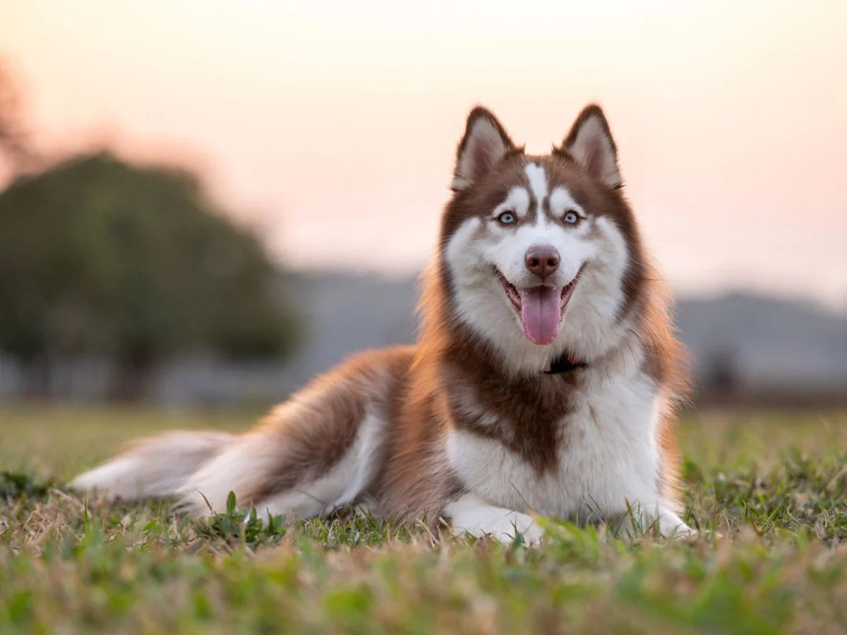 Mulher é condenada por arrastar husky siberiano no asfalto em Ceilândia