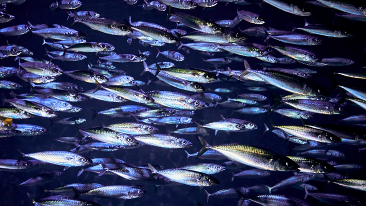 Vida selvagem na América Latina despenca 95% desde 1970, alerta WWF