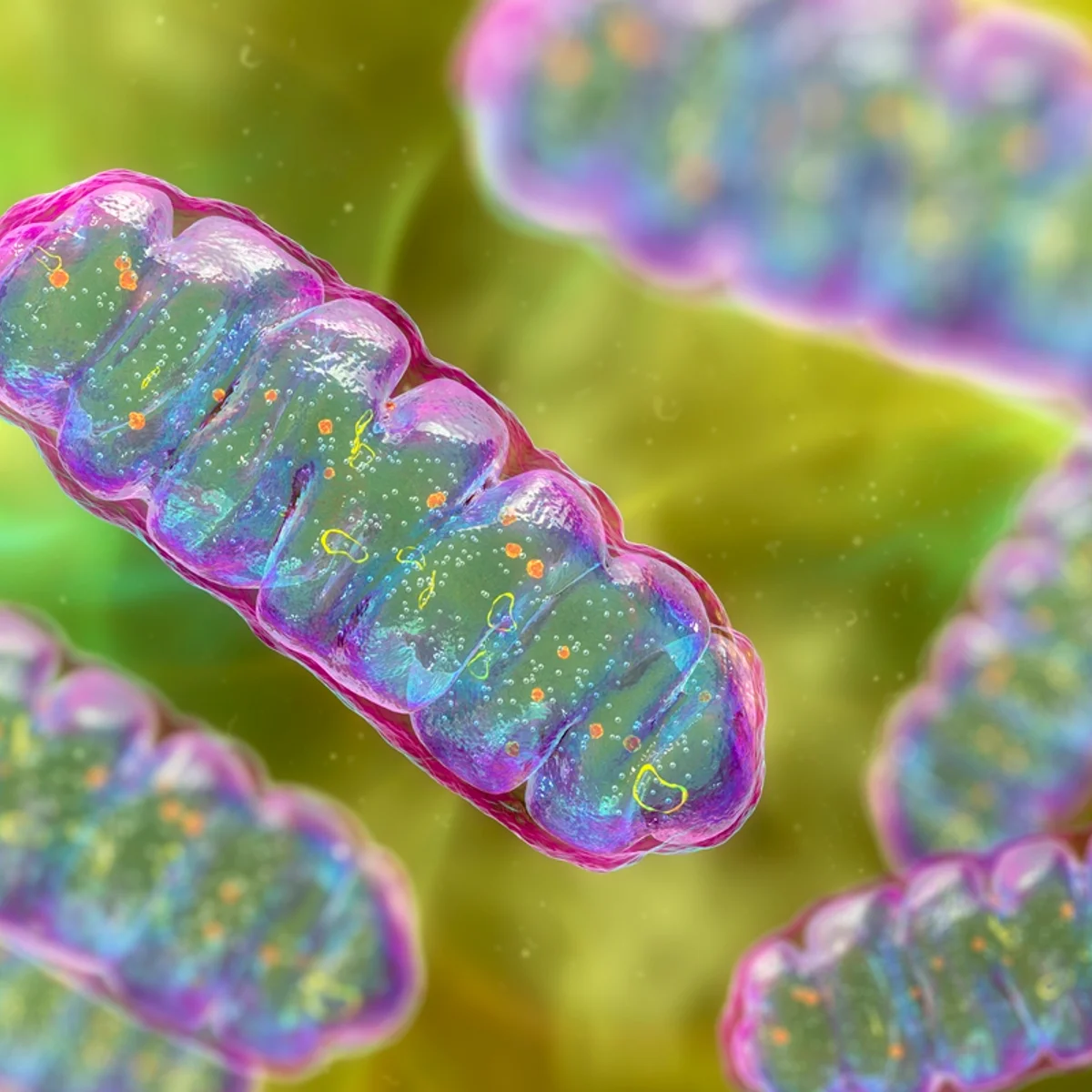 Proteína encontrada nos músculos pode ser novo alvo contra diabetes tipo 2