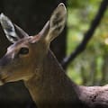 Obtienen por primera vez el mapa genético completo de la especie